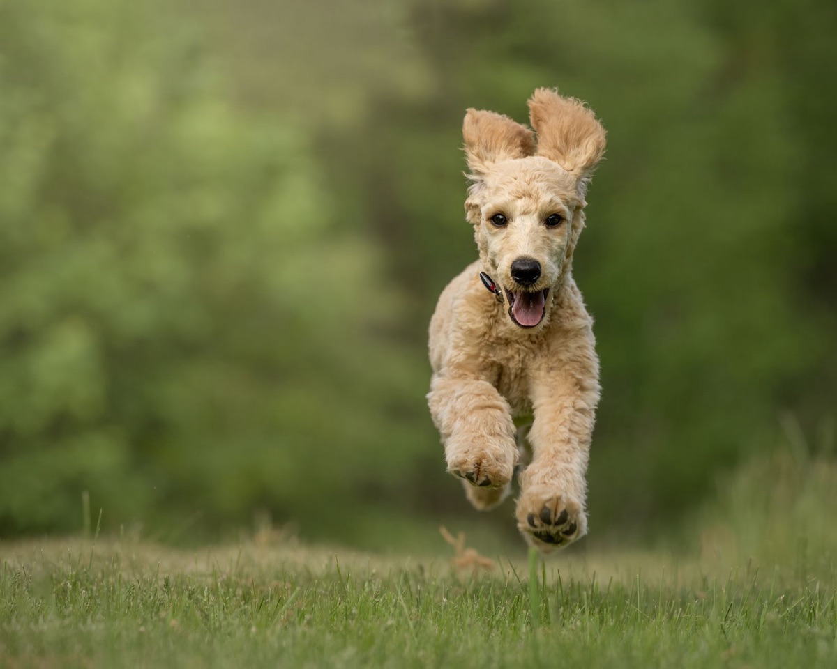 犬與關節保健品