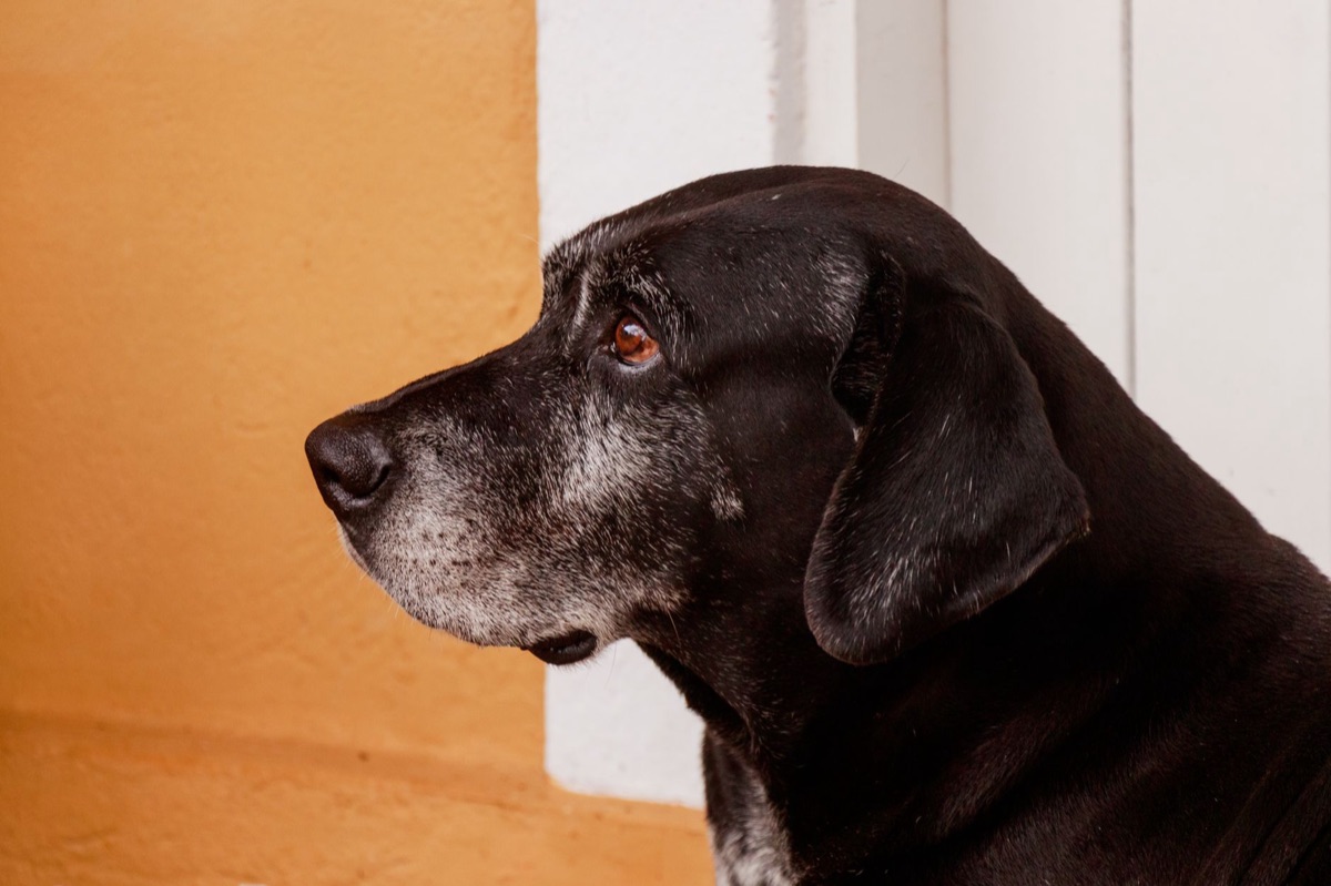 老犬與關節問題