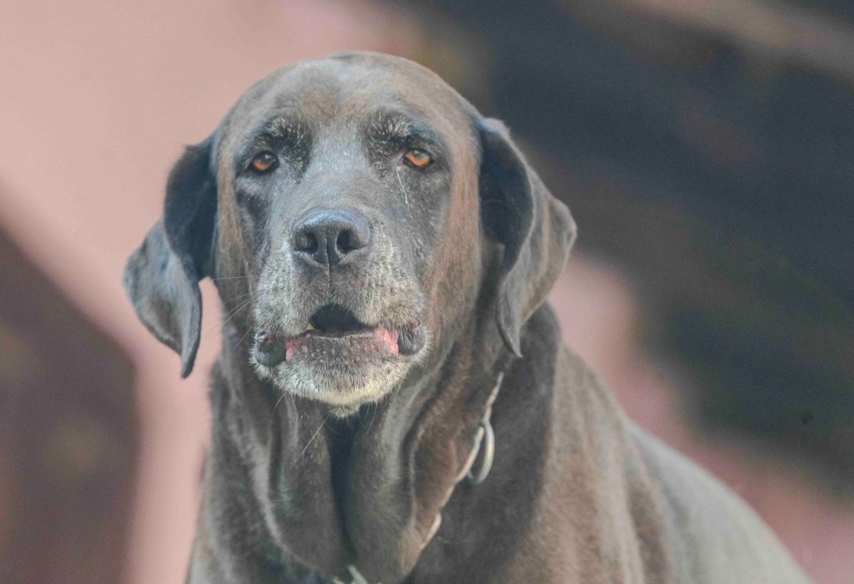 Old dog with joint support on wooden floor