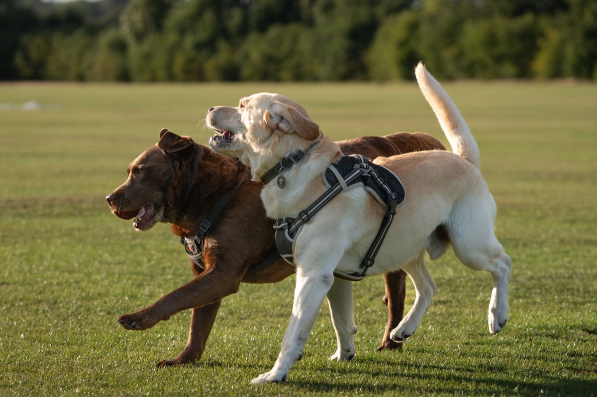 Dog joint supplements in transparent container