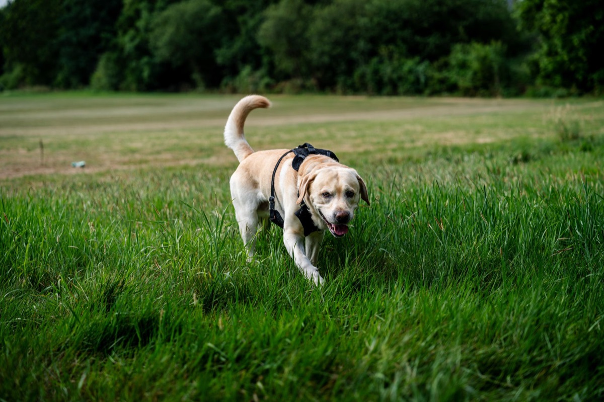 integratore per la salute delle articolazioni di un cane anziano