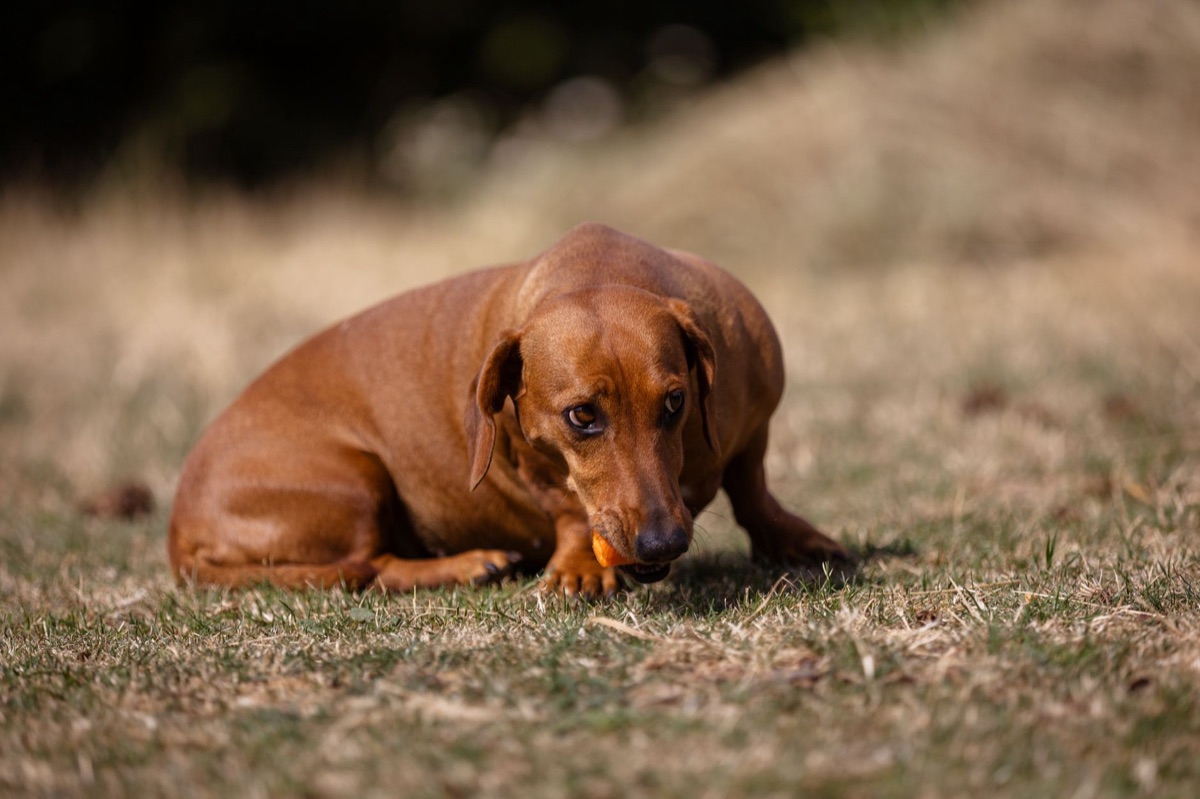 alimentazione per rinforzare l'articolazione del cane