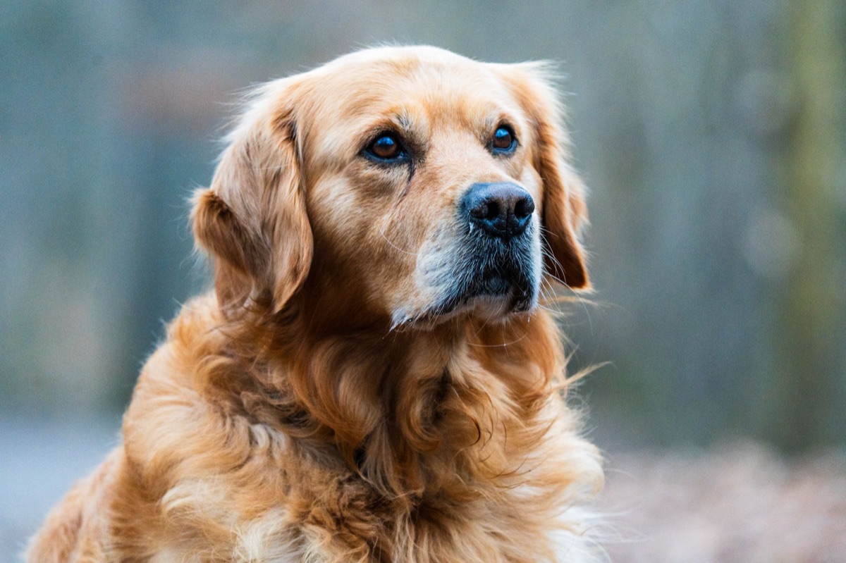 hond met arthrose