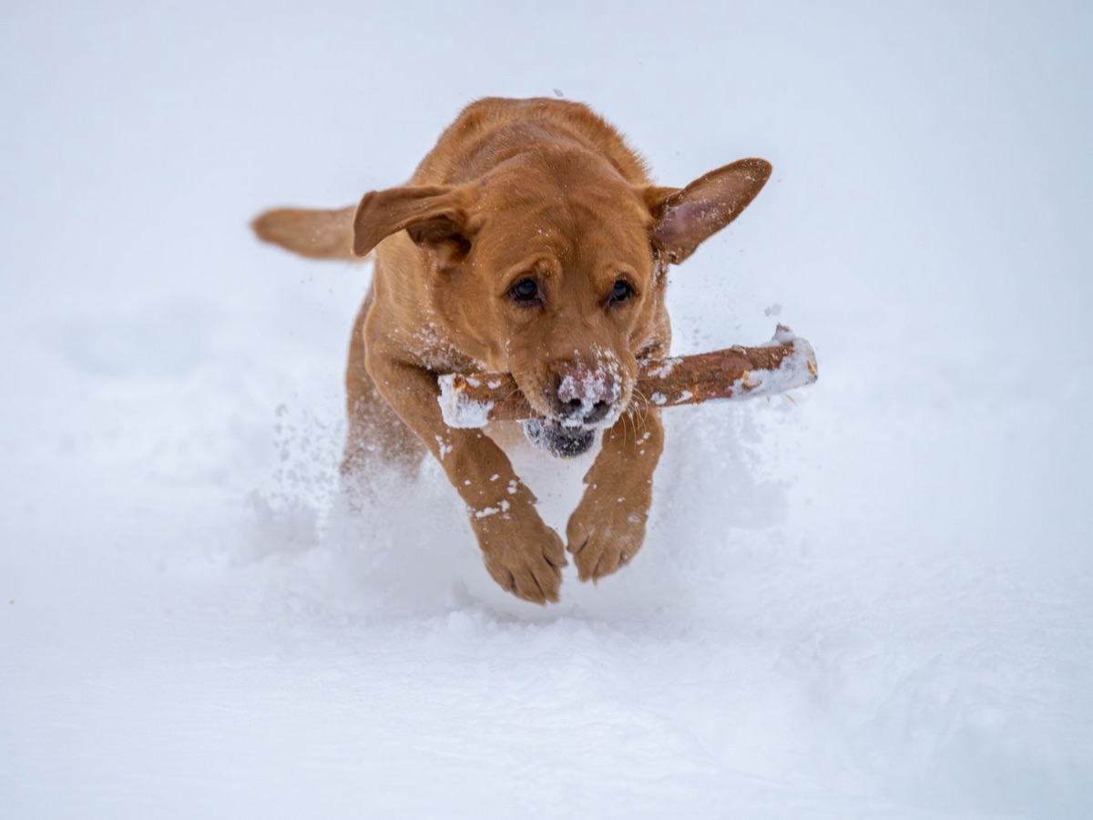 hond met gezondheidsproduct voor knie