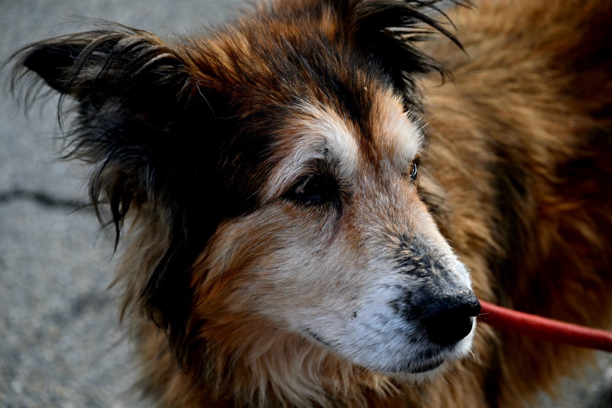高齡犬的關節狀態