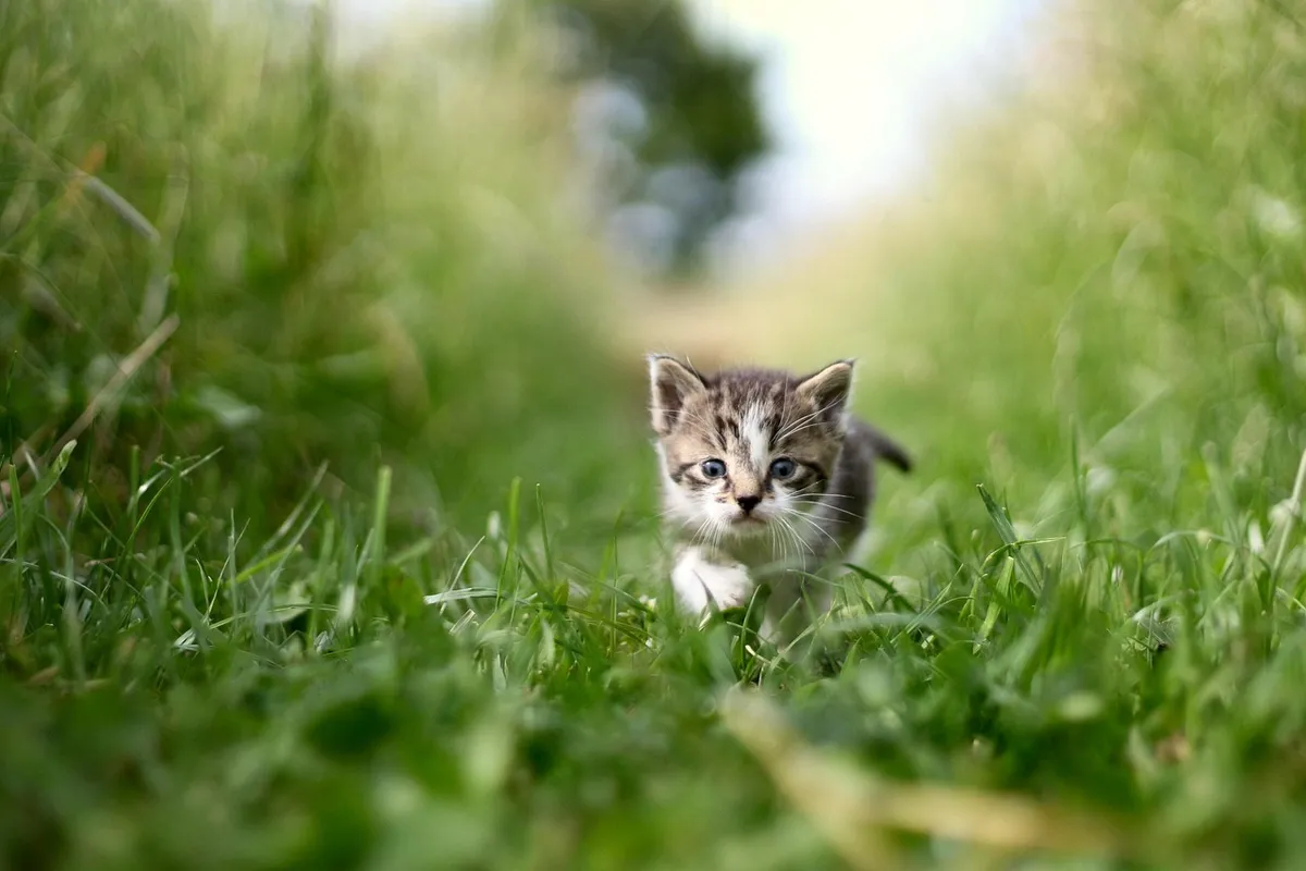 cat, pet, grass, green, nature, animal, beast