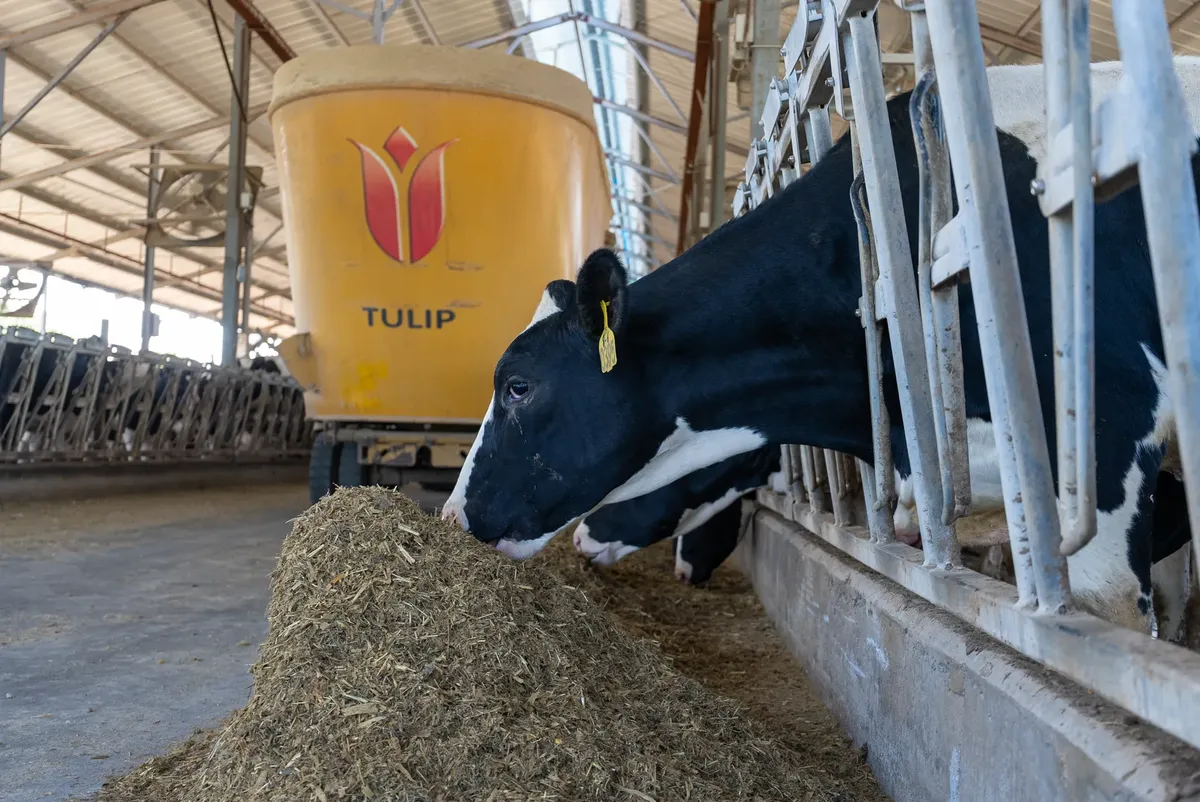 Holstein cows feeding in a modern dairy barn with Tulip feed mixer.