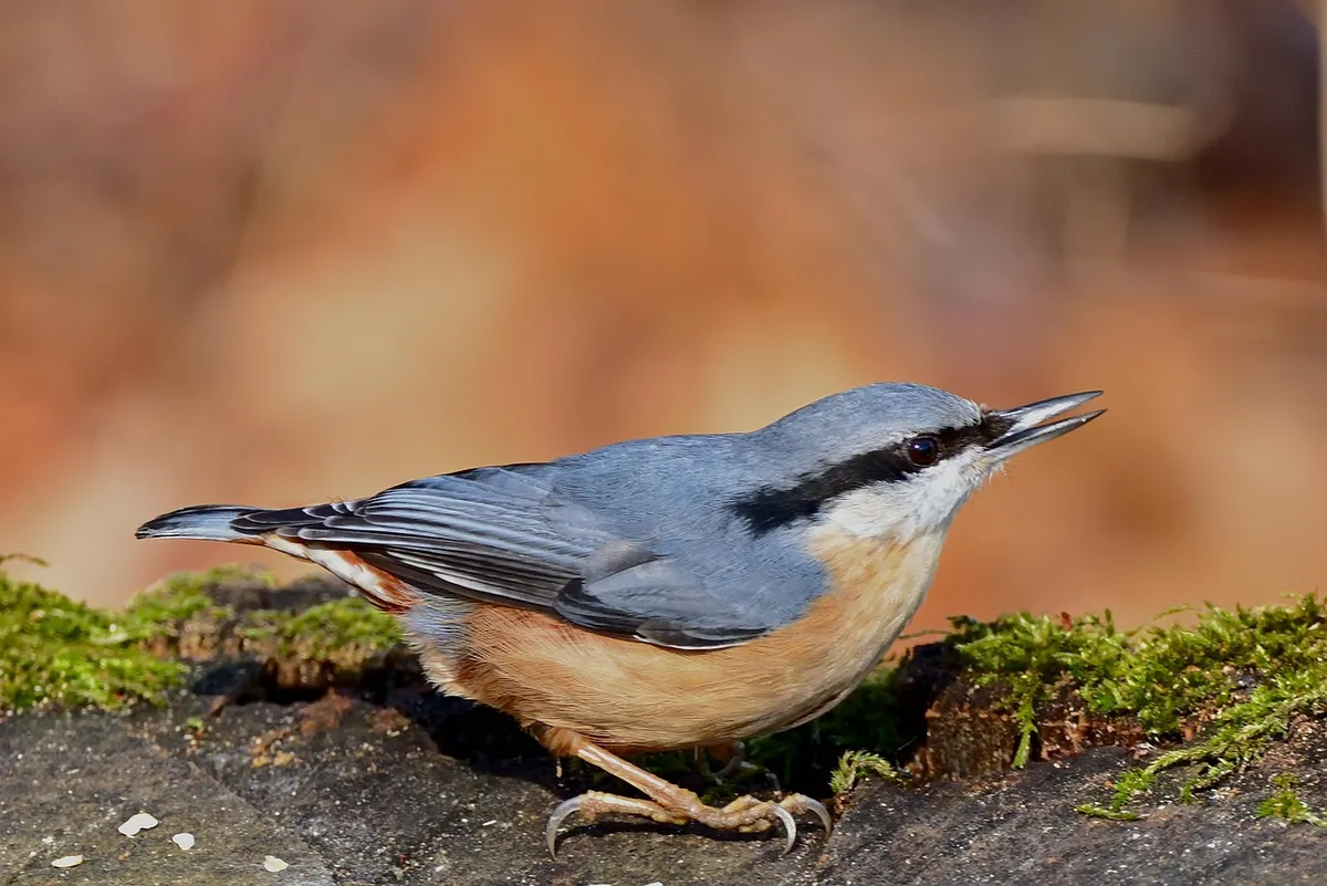 bird, nuthatch, feed, park, nature, nuthatch, nuthatch, nuthatch, nuthatch, nuthatch