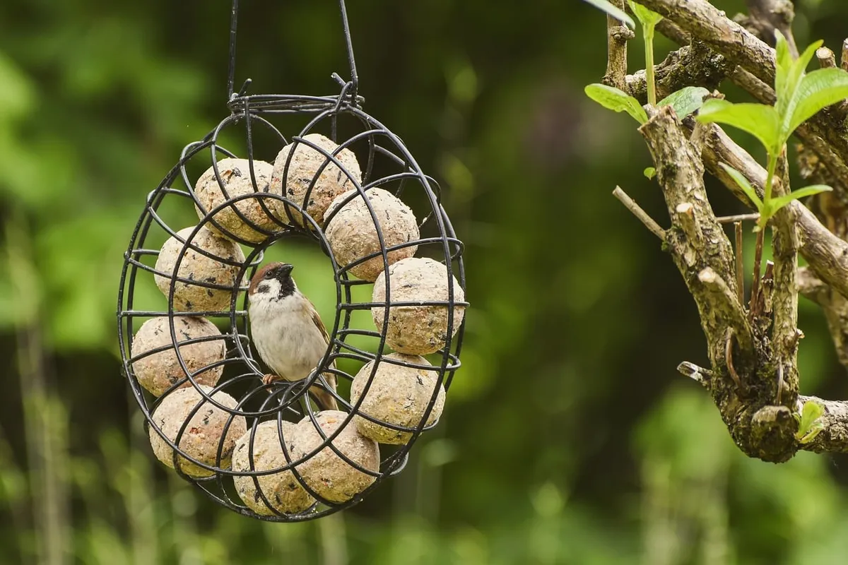 sparrow, bird, nature, wildlife, animal, plumage, songbird, beak, close up, feathers, ornithology, bird watching, garden, sitting, tree, branch, leaves, feed, f