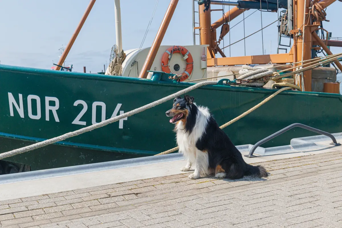 A collie dog sits by a fishing boat labeled NOR 204 on a sunny pier. Perfect for pet and nautical themes.