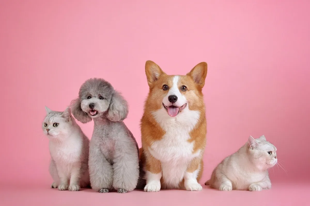 pets, cat, animal, nature, dog, animals, mammals, canine, pet, feline, friends