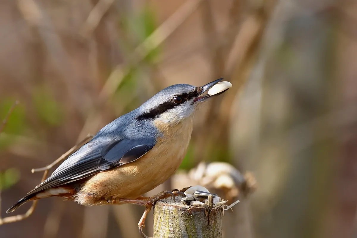 nuthatch, bird, branch, park, feed, nature