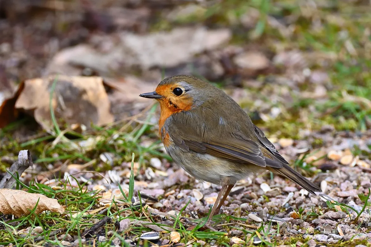 bird, feed, park, nature, winter