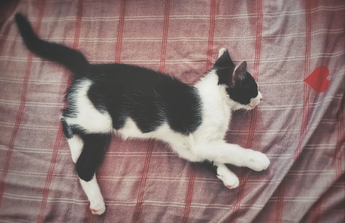 一隻黑白 kitten 安靜地睡在條紋床單上，床單上有心形圖案。