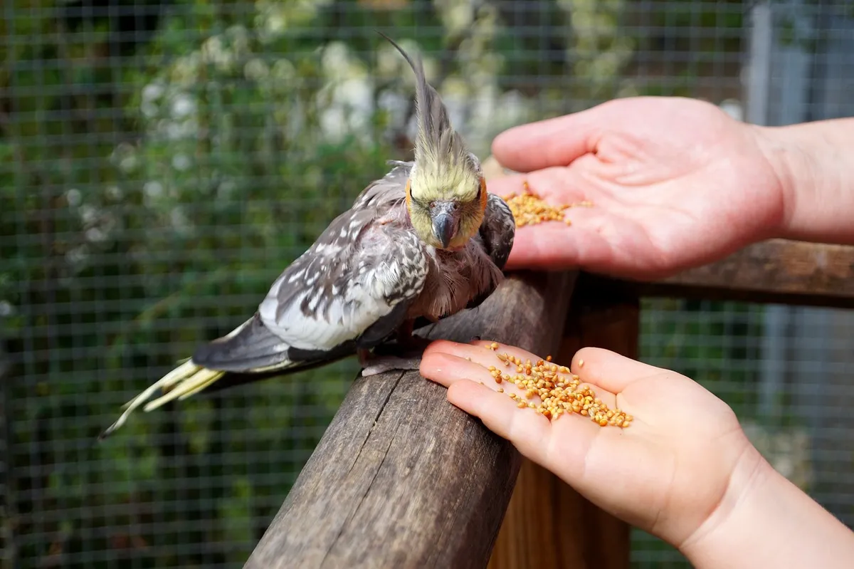 bird, feeding, cockatiel, parakeet, nature, animal, feed, bird seed, pet food