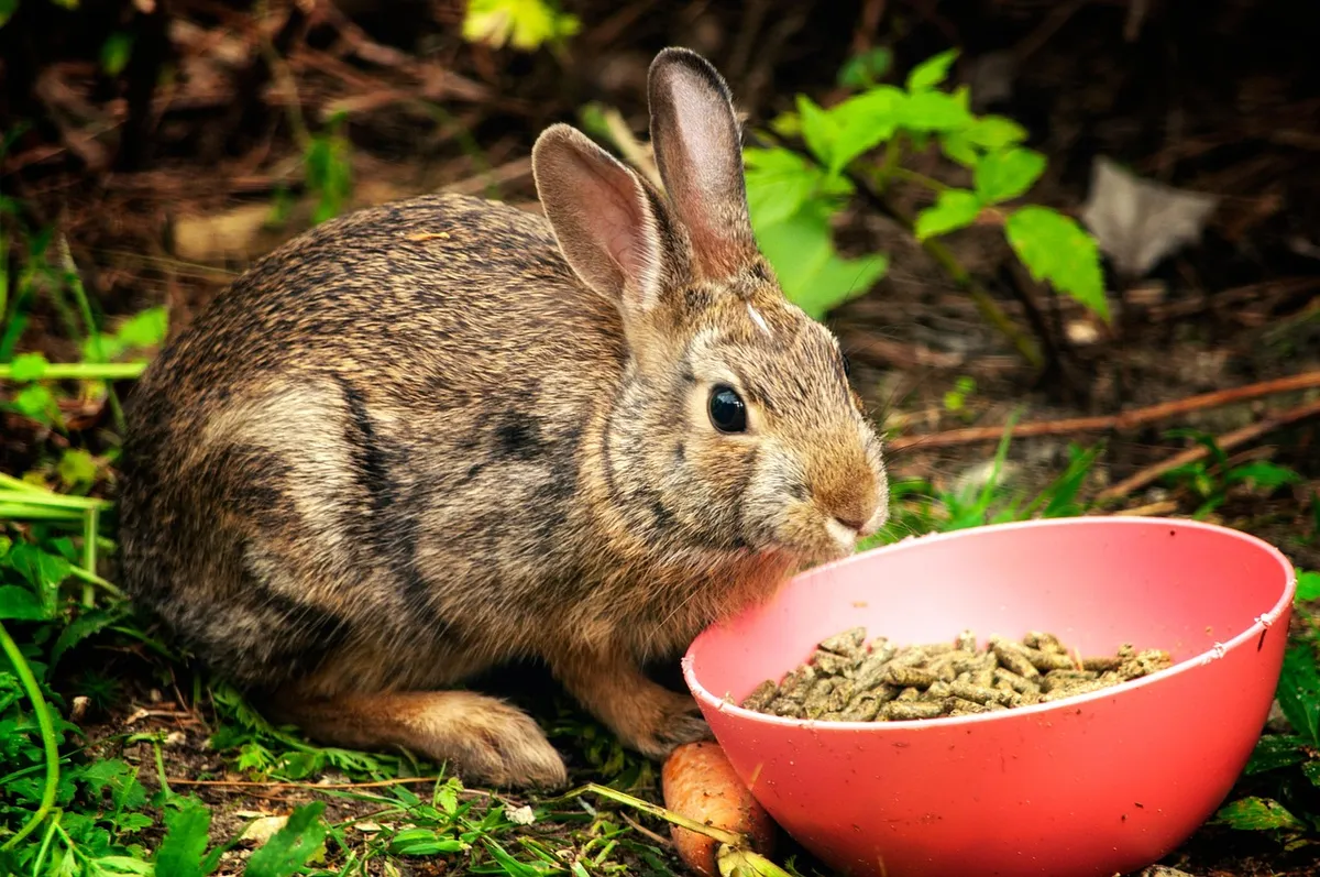 rabbit, food, eat, eating, hare, bunny, pet, feed, feeding, domestic animal, outdoors, animal world, nature