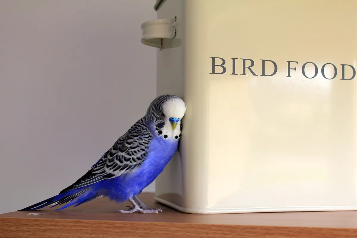 budgie, blue, bird, budgerigar, pet, plumage, nature, parakeet, beak, feather, chirp, tweet, australian, male, food, tin, container, seed, storage, feed