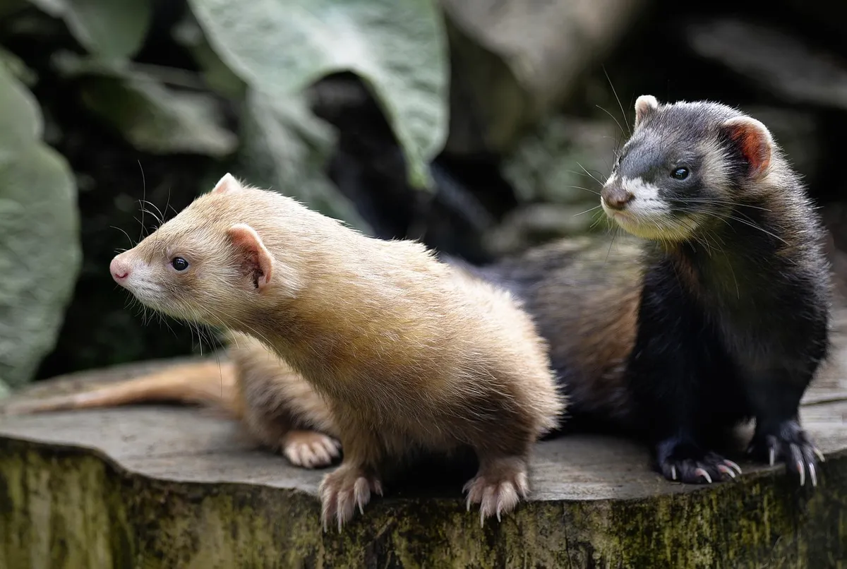 ferret, mammals, mustelid, animals, nature, wildlife, amphibious, ferret, ferret, ferret, ferret, ferret